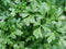 Italian Flat Leaf Parsley