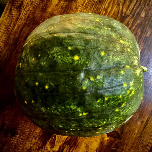 Jeremiah the Bullfrog Watermelon