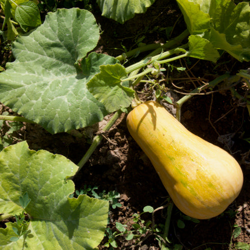 Butternut Squash Landrace
