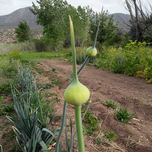 Blaugrüner x Lilly's Leeks