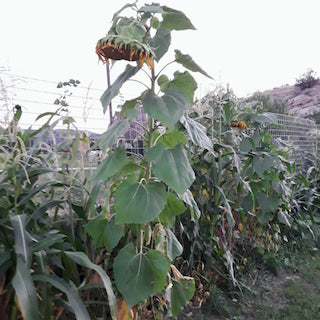Mammoth Grey Stripe Sunflower