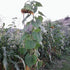Mammoth Grey Stripe Sunflower
