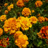 Colorado Marigold Mix