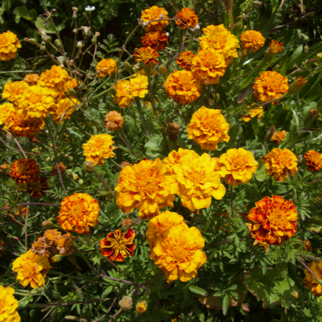 cost of marigold seeds Colorado Marigold Mix – Vibrant Earth Seeds