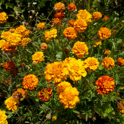 Colorado Marigold Mix