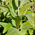 Common Milkweed