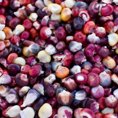 Painted Mountain Corn (Colorado-Adapted)