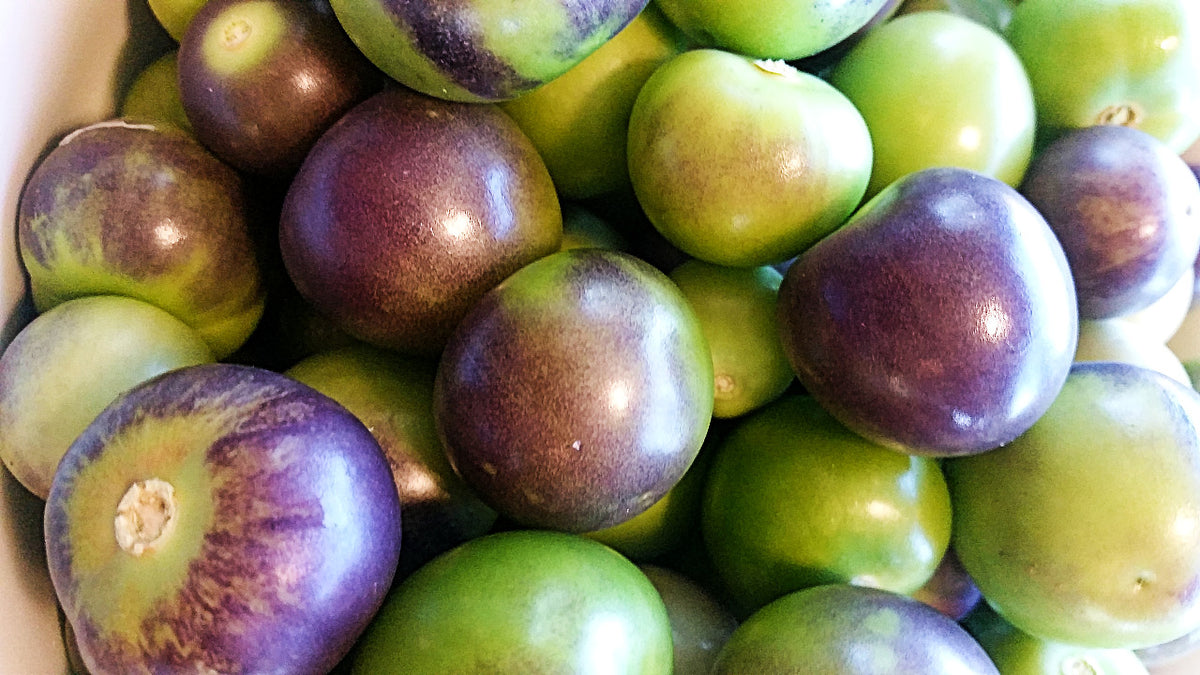 Purple de Milpa Tomatillos Vibrant Earth Seeds