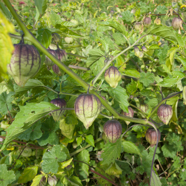 Purple de Milpa Tomatillos Vibrant Earth Seeds