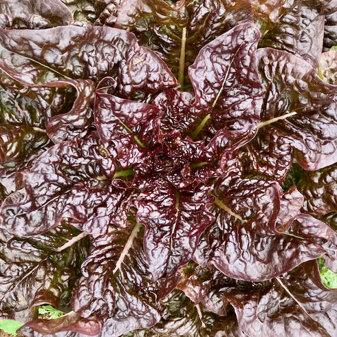 Gourmet Salad Lettuce Mix