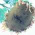 Mammoth Grey Stripe Sunflower