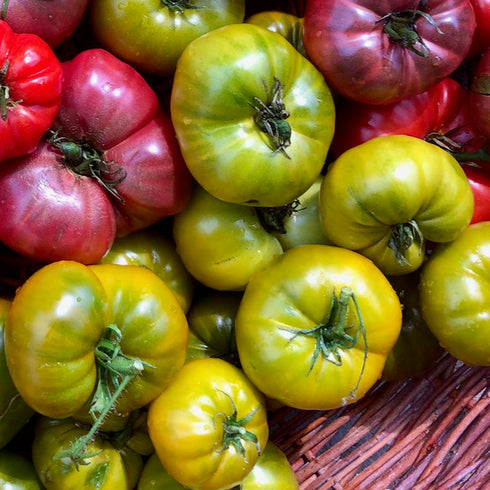 Russian Green Tomato