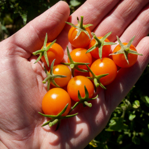 Sungold Tomato (Hybrid Detangle)