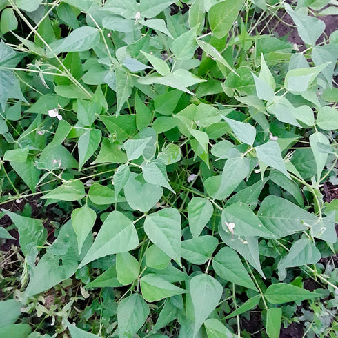 Tepary Bean, Multicolor Landrace