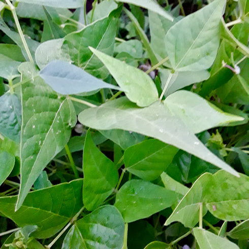 Tepary Bean, Multicolor Landrace