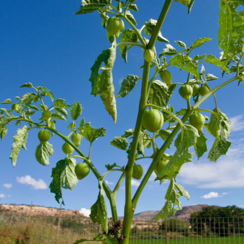Tomatillo Verde