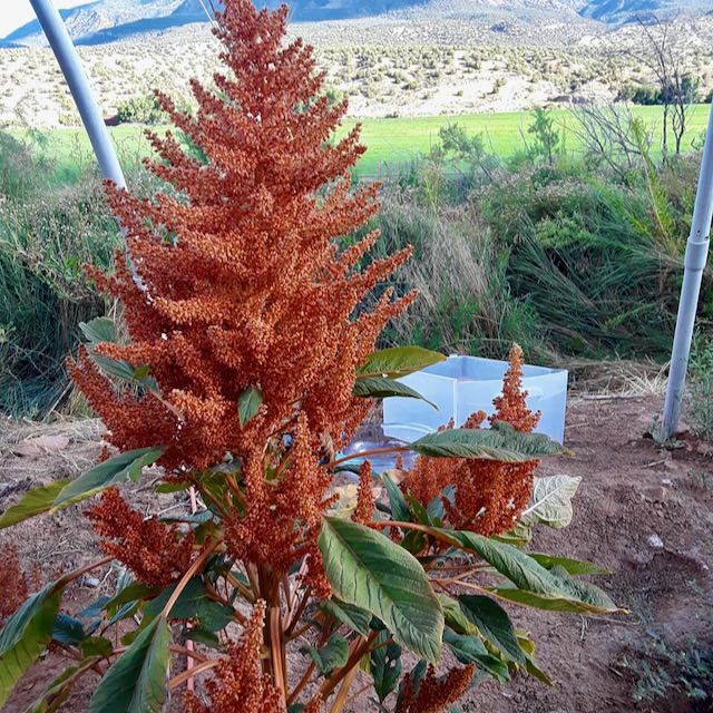 thumbnail image 2 of Purple Fountain Giant Amaranth Seeds – 50 Ct, Heirloom, 8 FT Tall – Easy Grow, Comb S/H 2 of 2