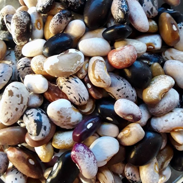 Cherokee Cornfield Pole Snap Bean Vibrant Earth Seeds