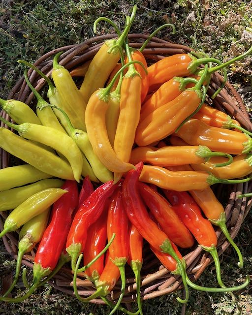 Thai Giant Pepper – Vibrant Earth Seeds