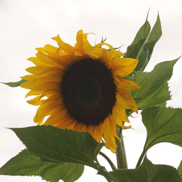 Native Southwestern Seeds Vibrant Earth Seeds