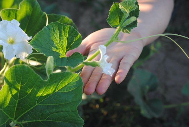 Hopi Origin Rattle Gourd – Vibrant Earth Seeds