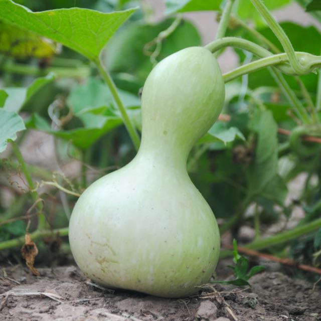 Hopi Origin Rattle Gourd – Vibrant Earth Seeds