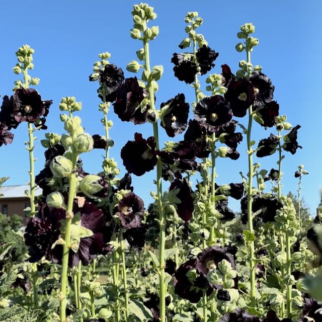 Jet Black Hollyhock – Vibrant Earth Seeds