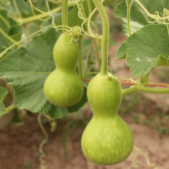 Hopi Origin Rattle Gourd – Vibrant Earth Seeds