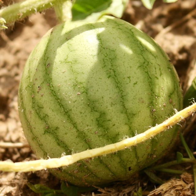 Pueblo Watermelon Mix – Vibrant Earth Seeds