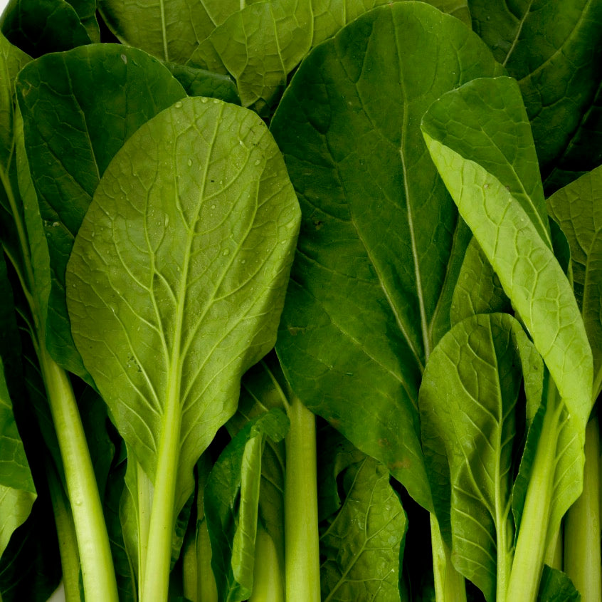 Komatsuna Tendergreen Spinach Mustard Vibrant Earth Seeds