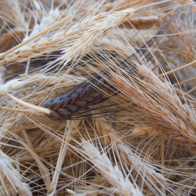 Heritage Grains Mix (Wheat, Barley & Rye) – Vibrant Earth Seeds
