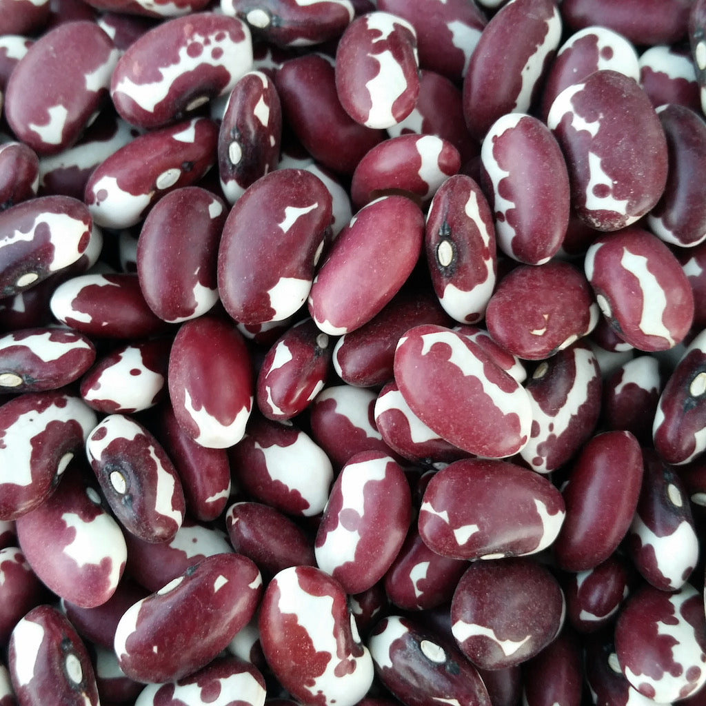 Anasazi Beans Vibrant Earth Seeds