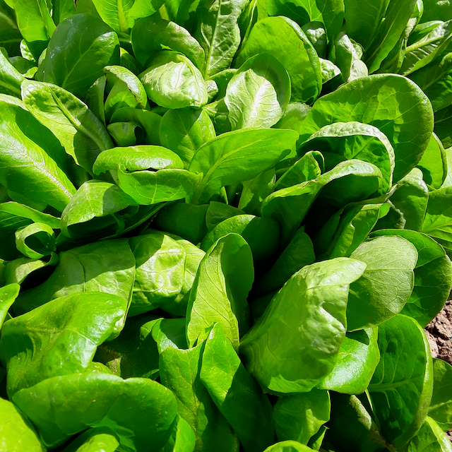 Anuenue Lettuce – Vibrant Earth Seeds