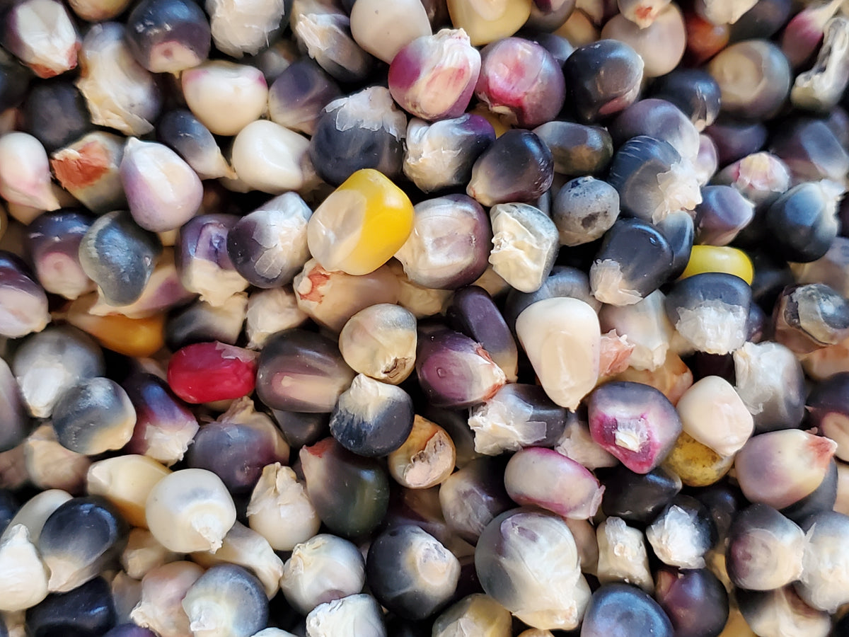 Blue Rainbow Corn Landrace – Vibrant Earth Seeds