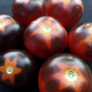 Goluboy Les (Blue Forest) Tomato – Vibrant Earth Seeds