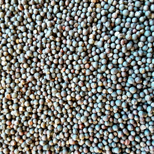 Cold-Hardy Kale Mix – Vibrant Earth Seeds