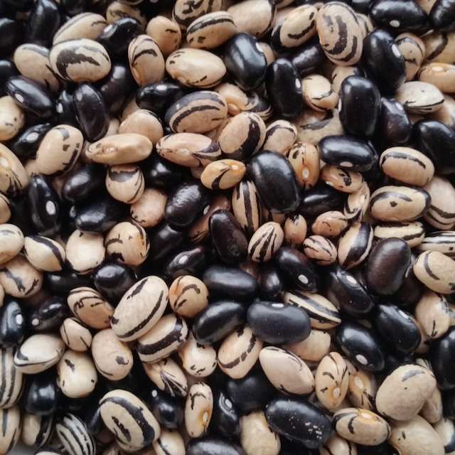 Peregion Bean – Vibrant Earth Seeds