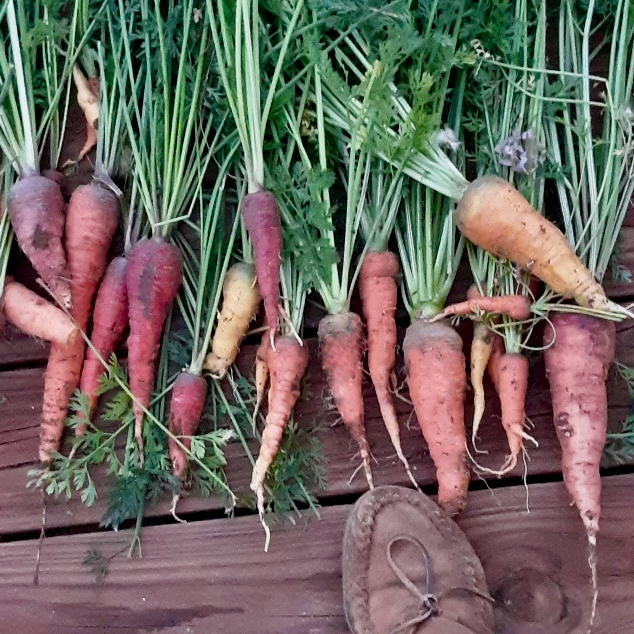 Conical Carrot Landrace Vibrant Earth Seeds